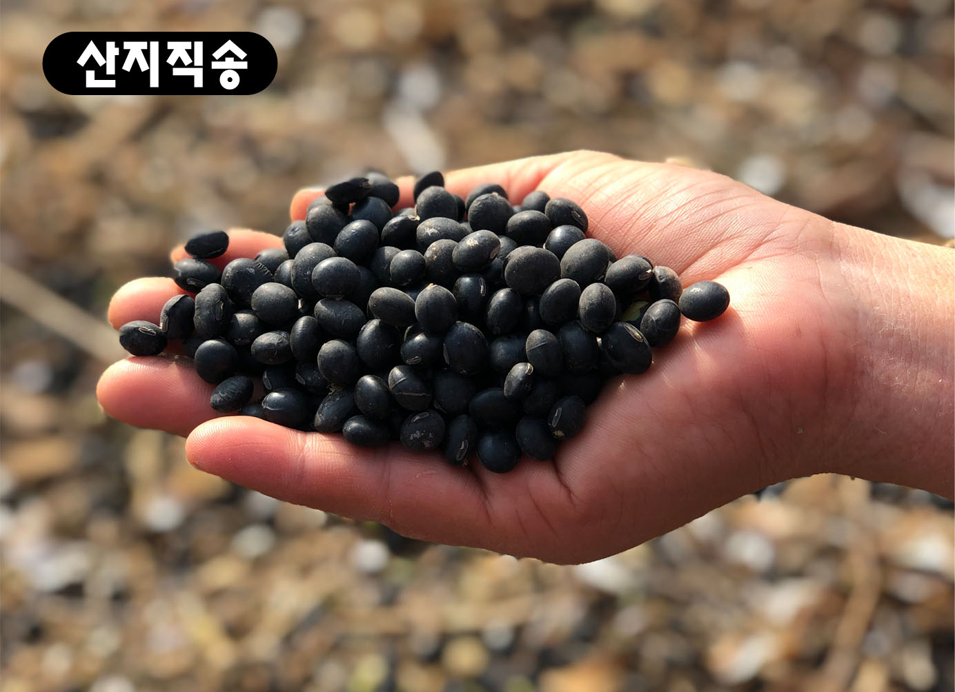 인디언감자 1kg(대)